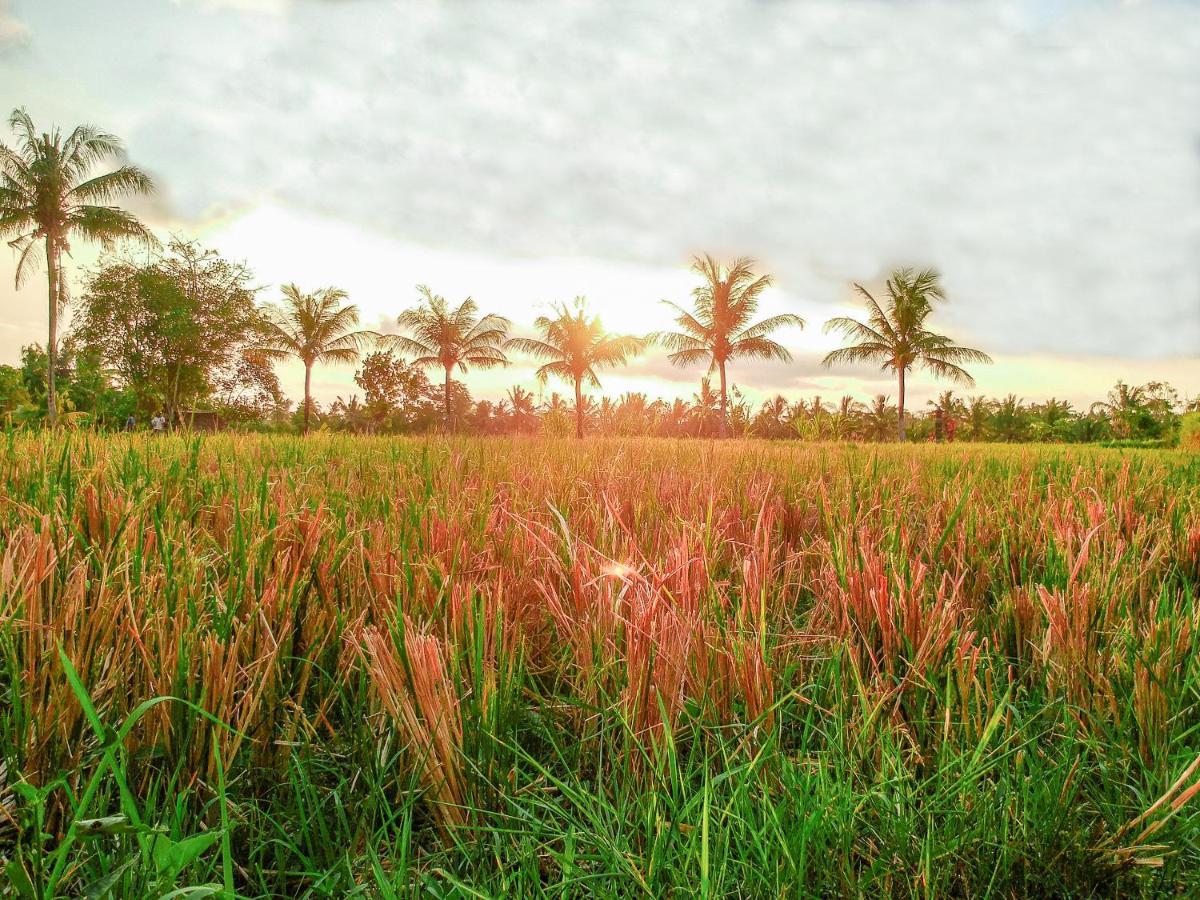 Bisma Cottages Ubud Exterior foto